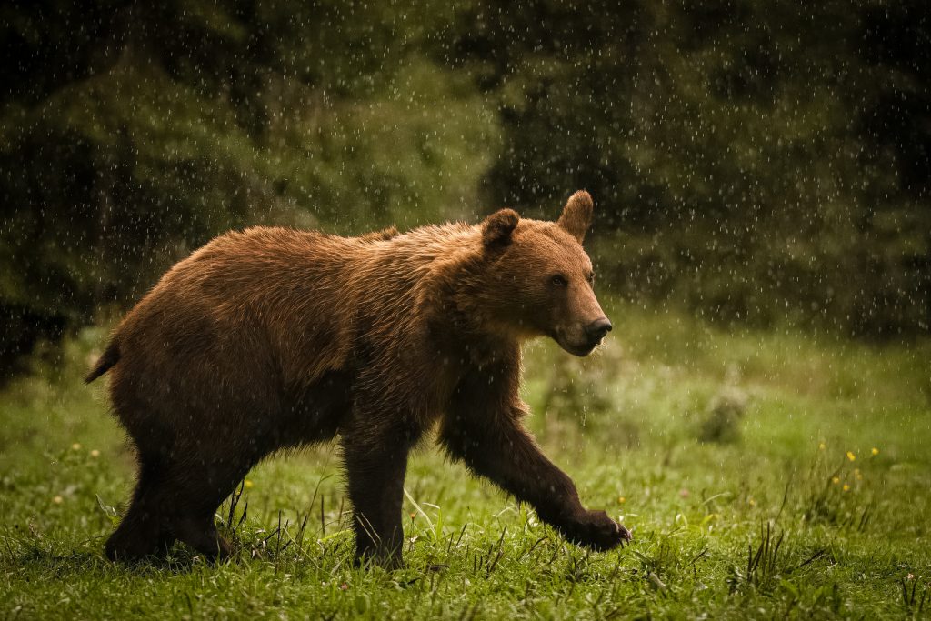 Mrki medved; autor fotografije: Slobodan Botoški