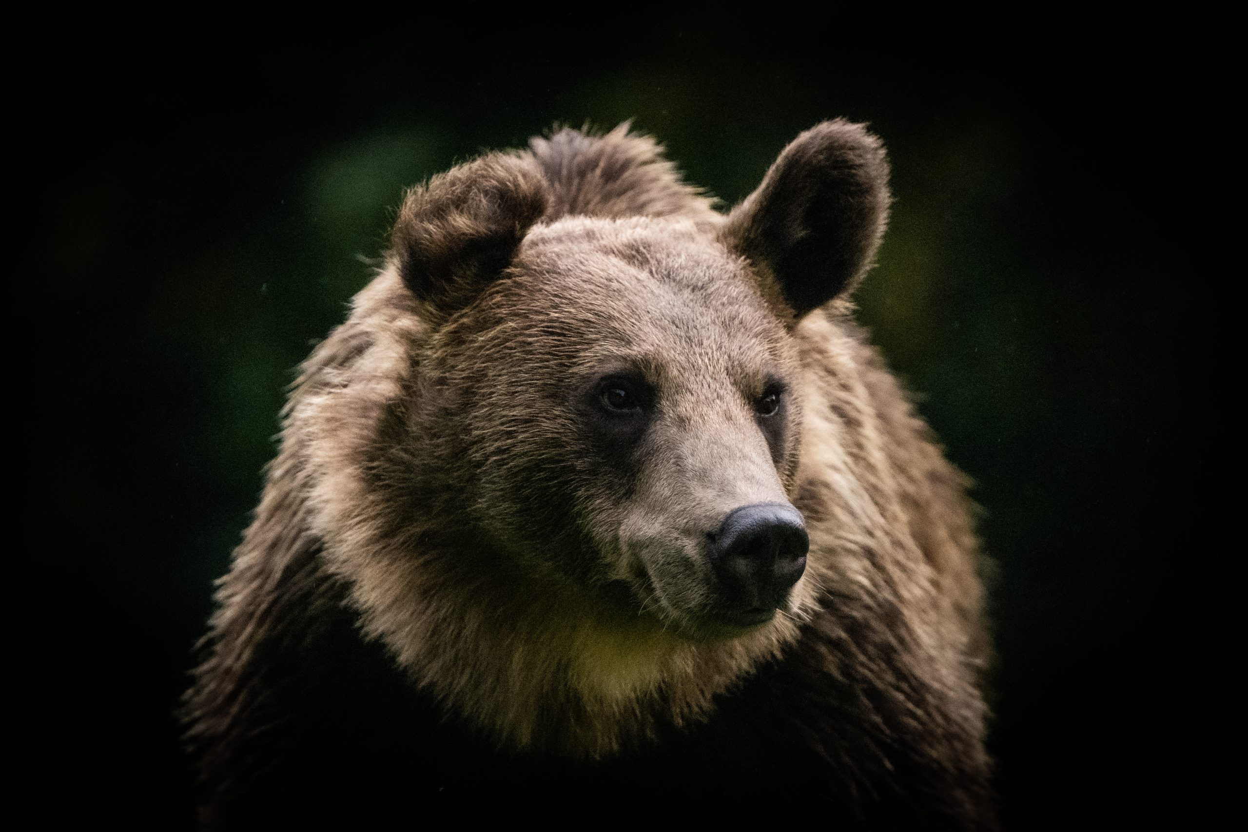 Mrki medved_Autor fotografije: Slobodan Botoški